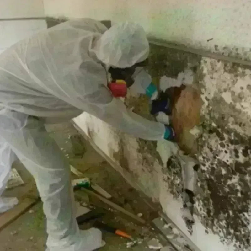 Mold Remediation and Removal in Lantana, FL